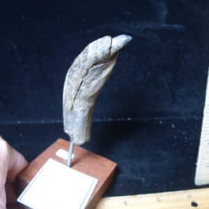 Fossilized Sperm Whale Tooth (021225e)