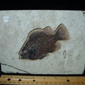 Priscacara  Fossil Fish  (021325h)