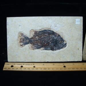 Priscacara  Fossil Fish  (021325j)
