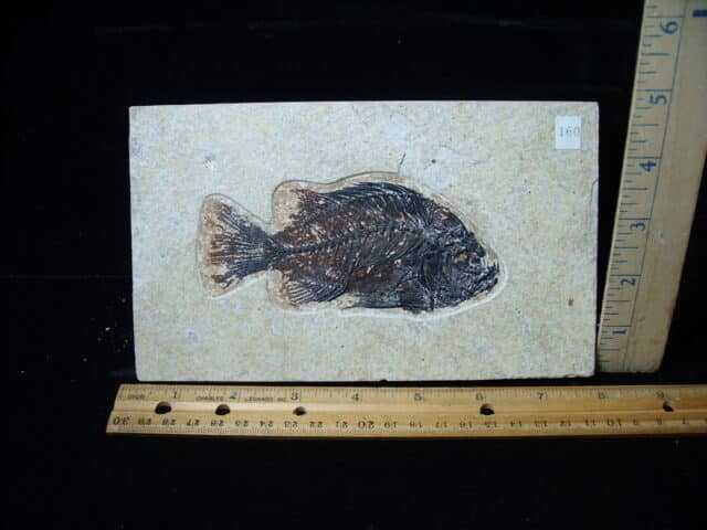 Priscacara  Fossil Fish  (021325j)