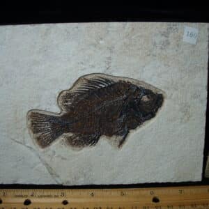 Priscacara  Fossil Fish  (021325k)