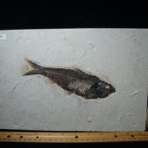 Knightia Fossil  Fish  (021325p)