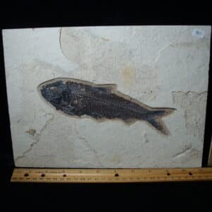 Knightia Fossil  Fish  (021325r)