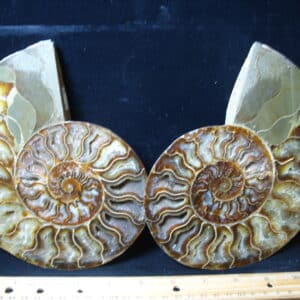 Extra Large Sliced & Polished Ammonite  (021325t)