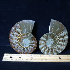 Sliced & Polished Ammonite  (021425b)