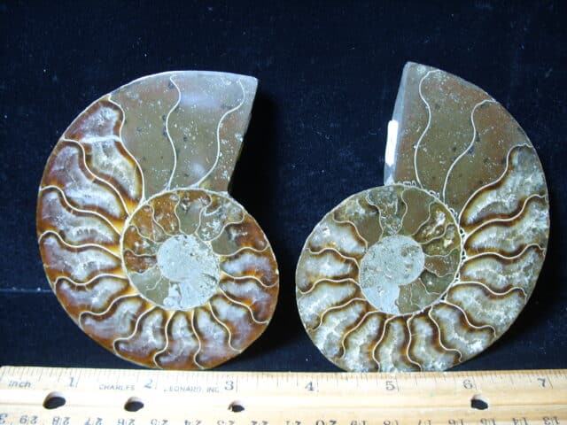 Sliced & Polished Ammonite  (021425b) - Image 2