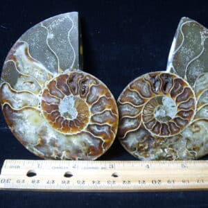 Sliced & Polished Ammonite  (021425c)