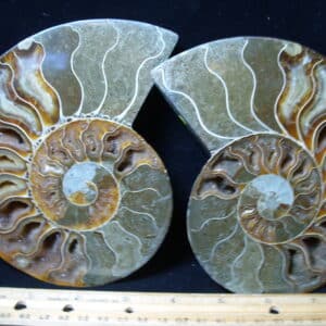 Extra Large Sliced & Polished Ammonite  (021425d)
