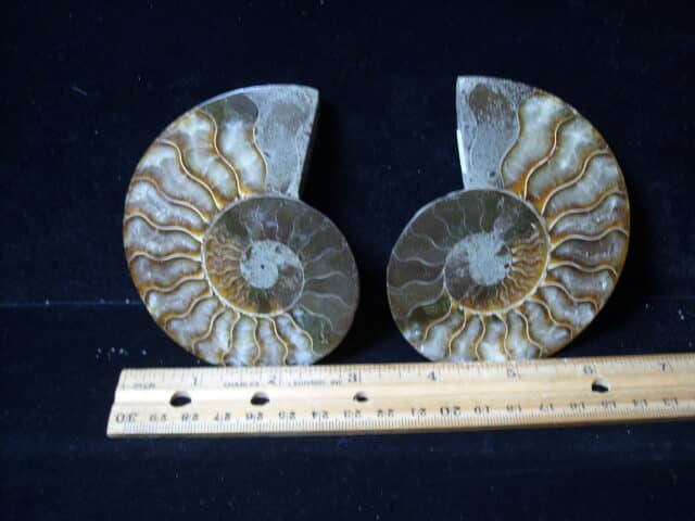 Sliced & Polished Ammonite  (021425e)