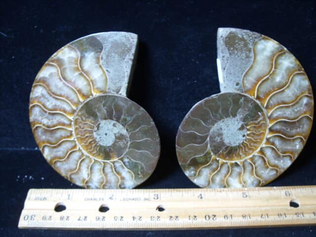 Sliced & Polished Ammonite  (021425e) - Image 2