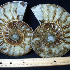 Sliced & Polished Ammonite  (021425f)