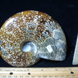 Polished Ammonite  (021525a)