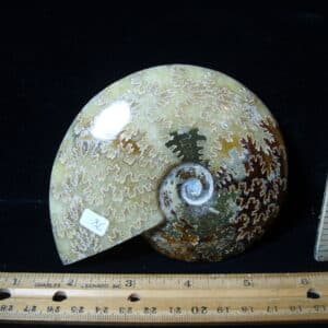Polished Ammonite  (021525b)