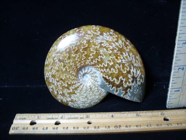 Polished Ammonite
