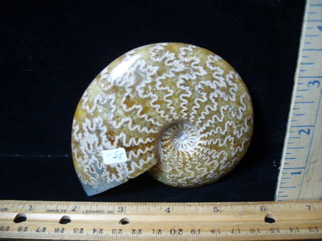 Polished Ammonite