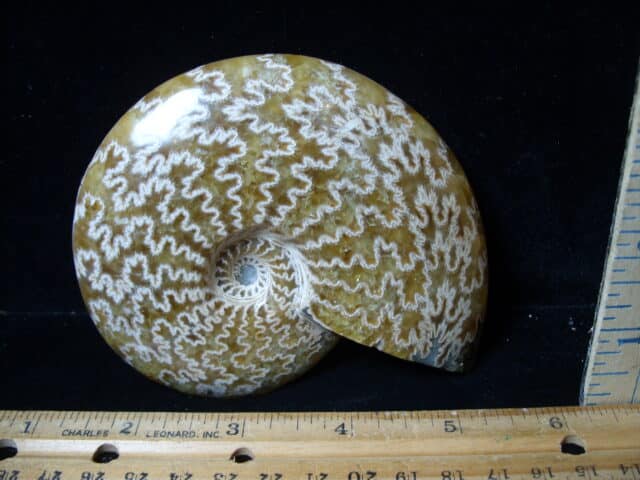 Polished Ammonite