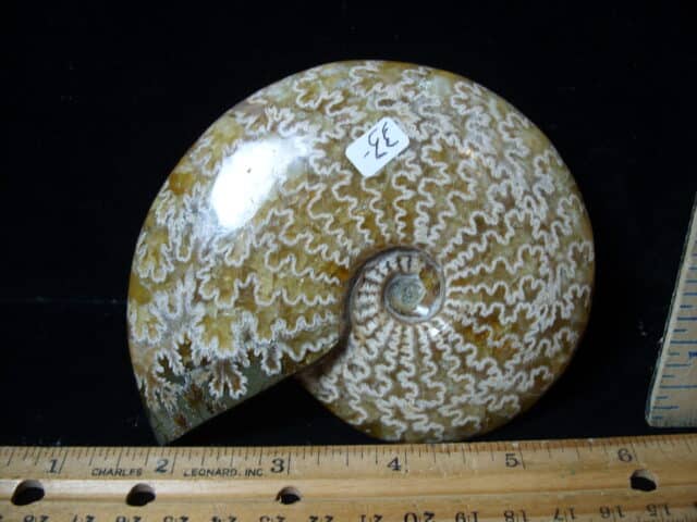 Polished Ammonite