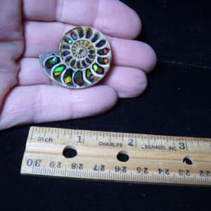 Ammonite Specimen