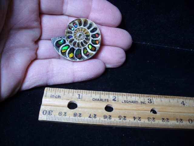Ammonite Specimen