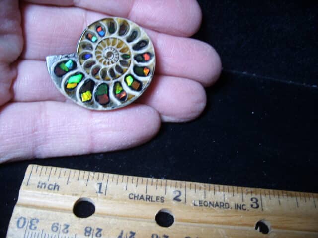 Ammonite Specimen