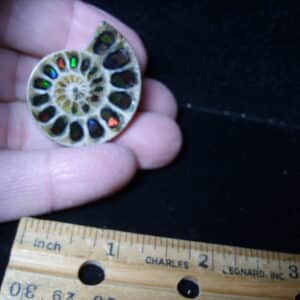 Ammonite Specimen