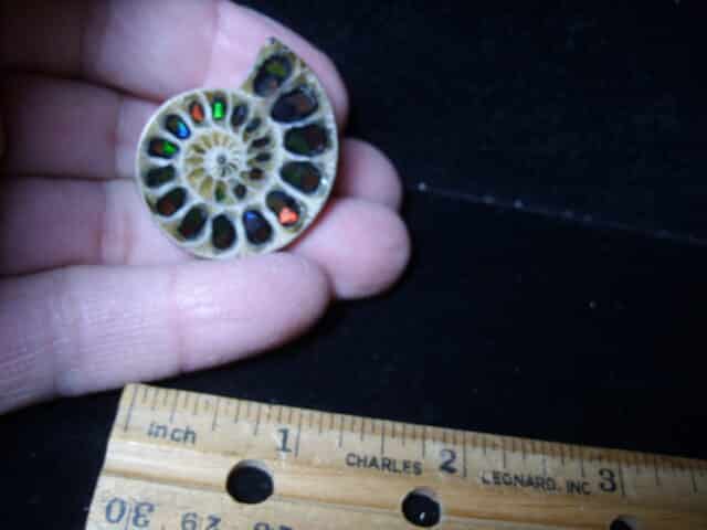 Ammonite Specimen
