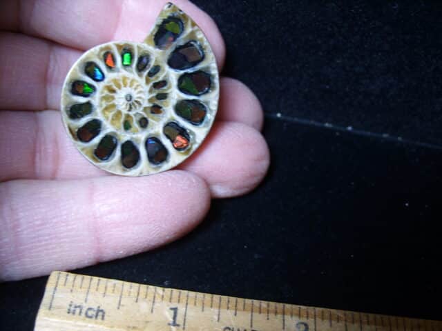Ammonite Specimen