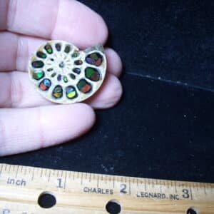 Ammonite Specimen
