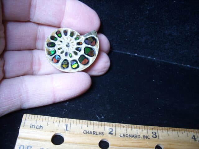 Ammonite Specimen