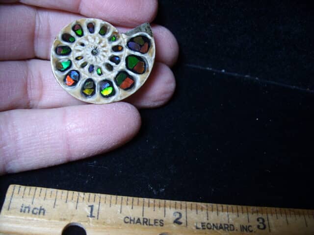Ammonite Specimen