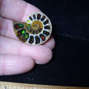 Ammonite Specimen