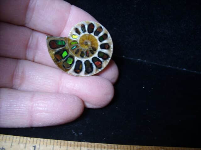 Ammonite Specimen