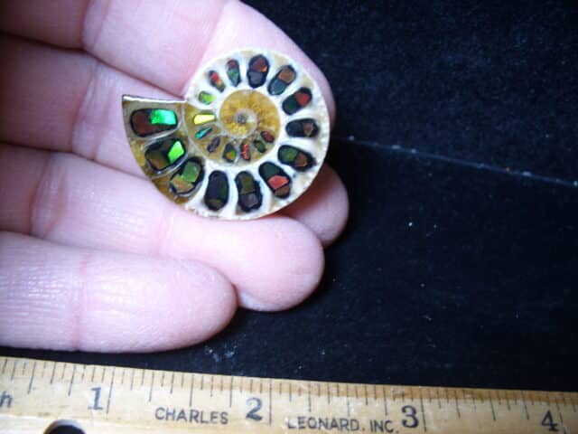 Ammonite Specimen