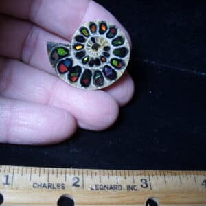 Ammonite Specimen