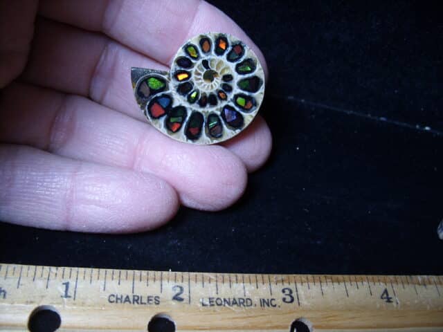 Ammonite Specimen