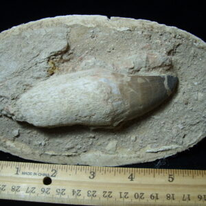 Mosasaur Tooth in Rock (032125b)