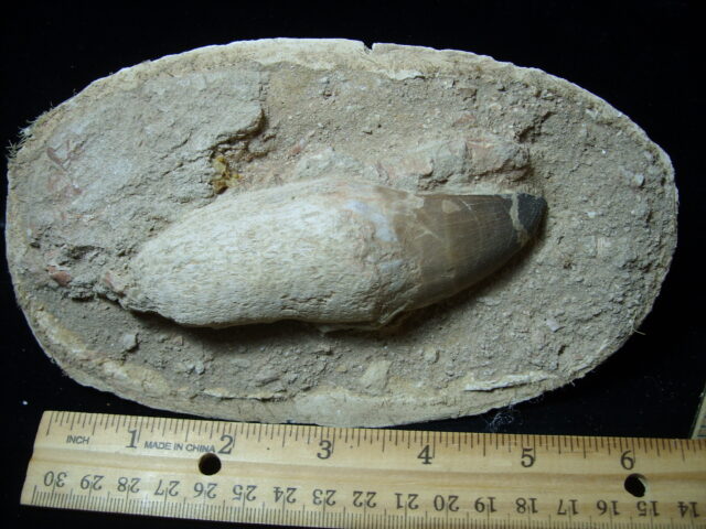 Mosasaur Tooth in Rock (032125b)