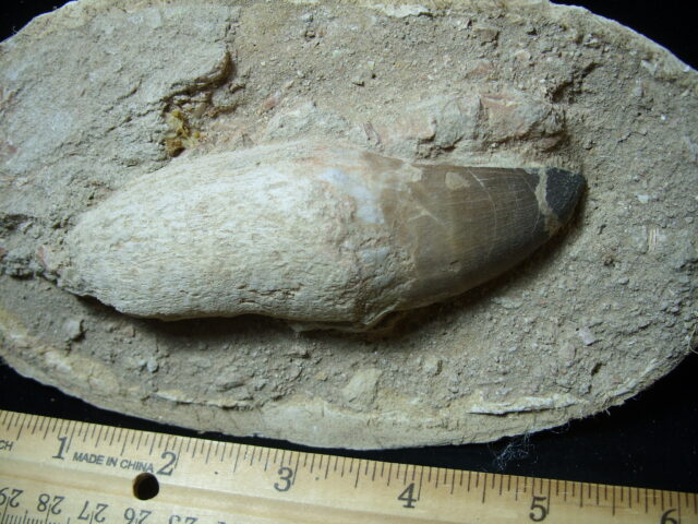 Mosasaur Tooth in Rock (032125b) - Image 3
