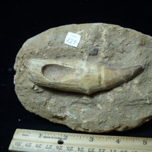 Mosasaur Tooth in Rock (032125c)