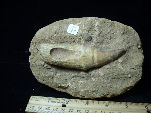 Mosasaur Tooth in Rock (032125c)