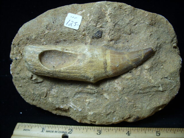 Mosasaur Tooth in Rock (032125c) - Image 3