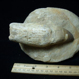 Mosasaur Tooth in Rock (032125d)