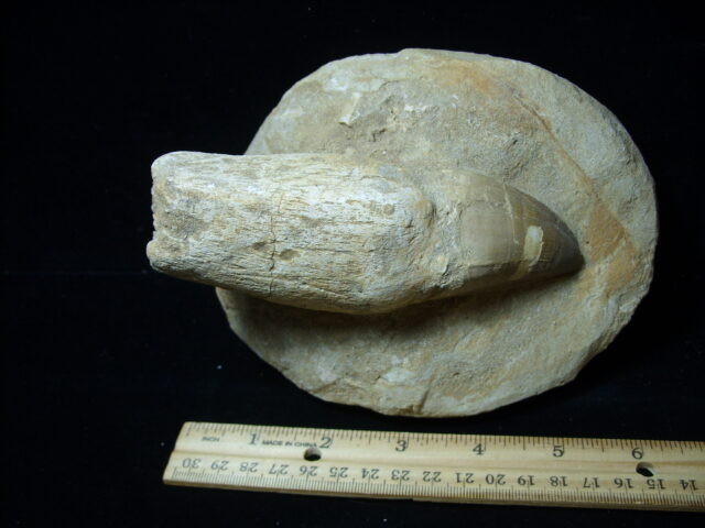 Mosasaur Tooth in Rock (032125d)