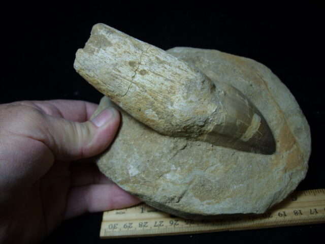 Mosasaur Tooth in Rock (032125d) - Image 3
