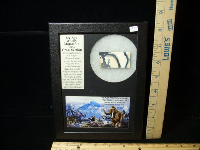 Authentic Woolly Mammoth Tusk Cross Section (032525b) - Image 3