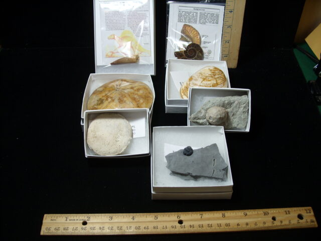 Small Fossil Kit  (090723b) - Image 2