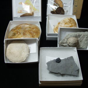 Small Fossil Kit  (090723b)