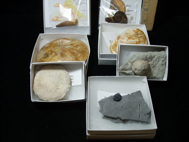 Small Fossil Kit  (090723b)