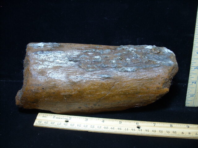 Fossilized Mammoth Bone (121324x) - Image 4