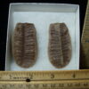 Mazon Creek Fern Fossil Nodule (041125d)